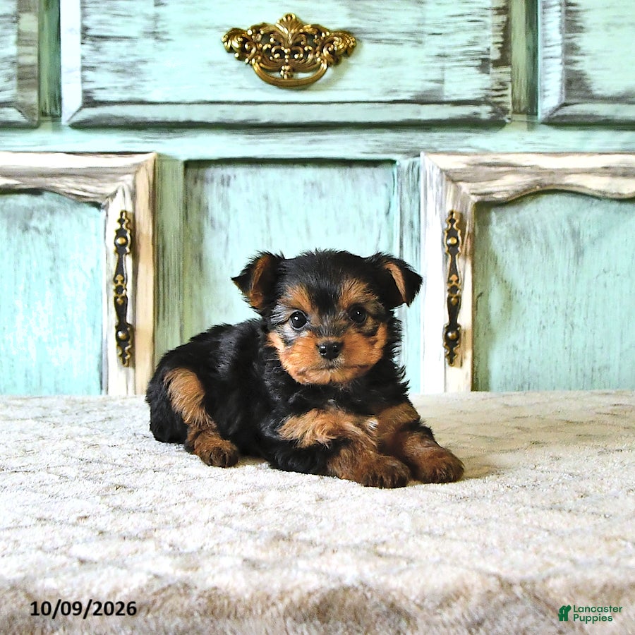 Tilly (Yorkshire Terrier, Female) in Topeka, IN