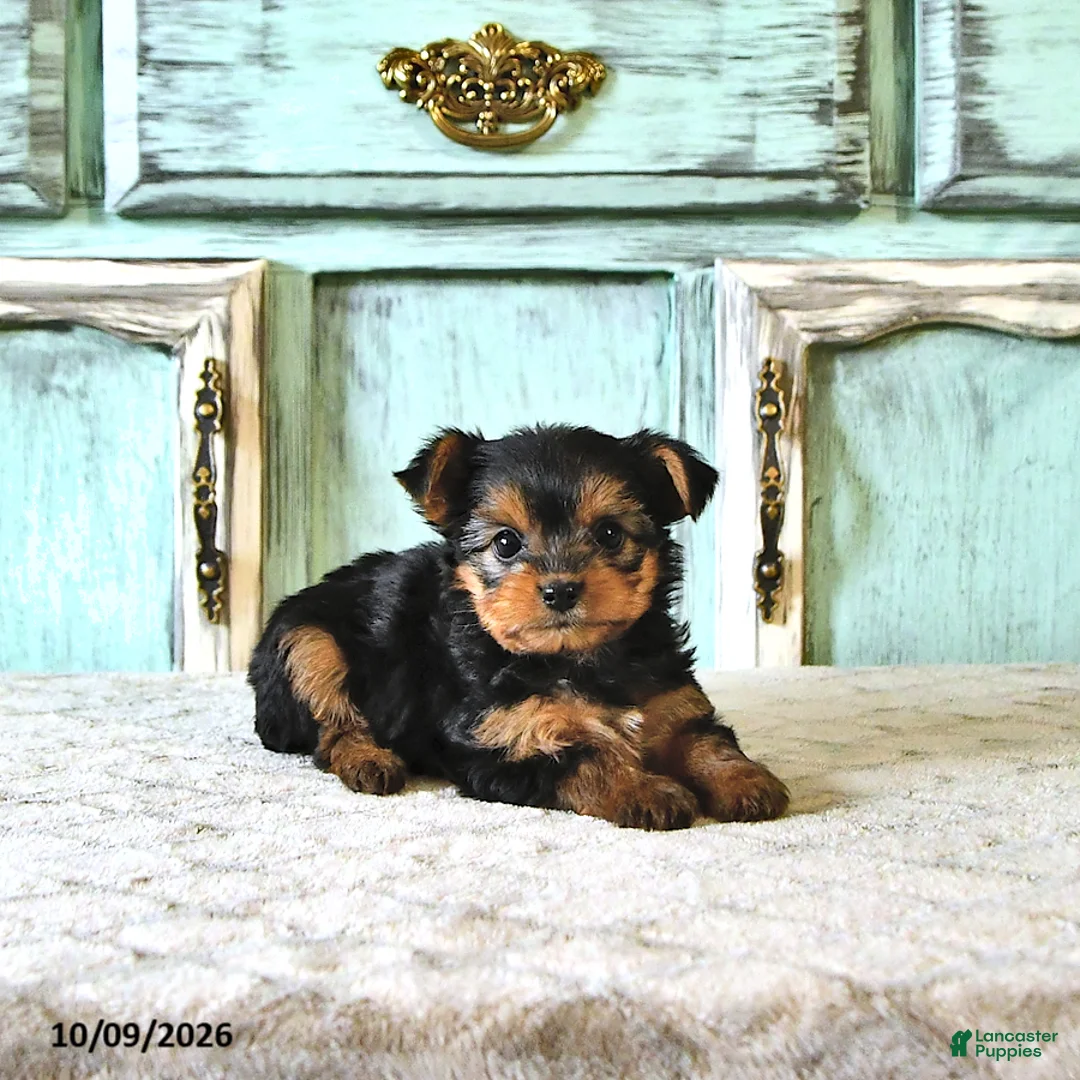 Yorkshire Terrier dogs for sale: Tilly - Ad 1