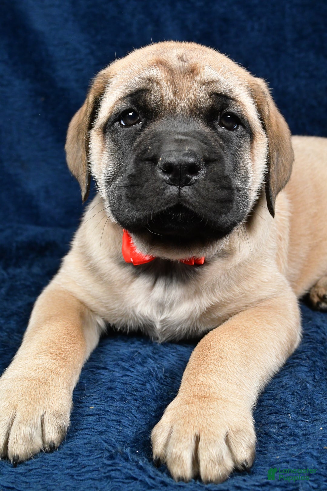 English Mastiff dogs for sale: Sammy - Ad 3