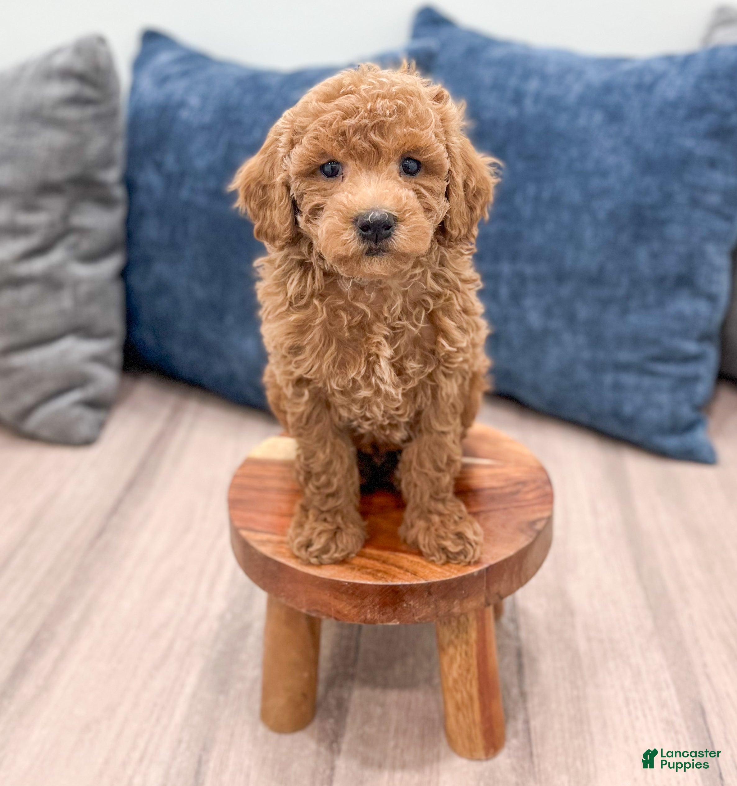 Bichpoo dogs Rusty - Ad 2