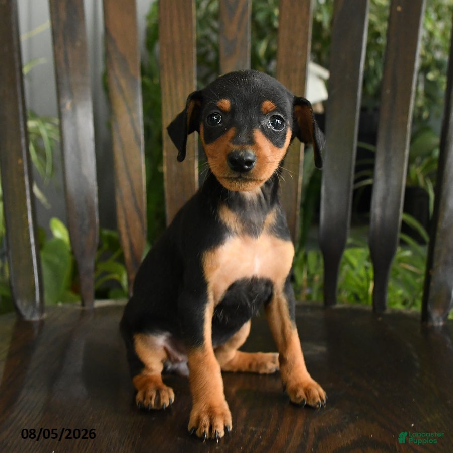 Miniature Pinscher dogs Annie - Ad 2