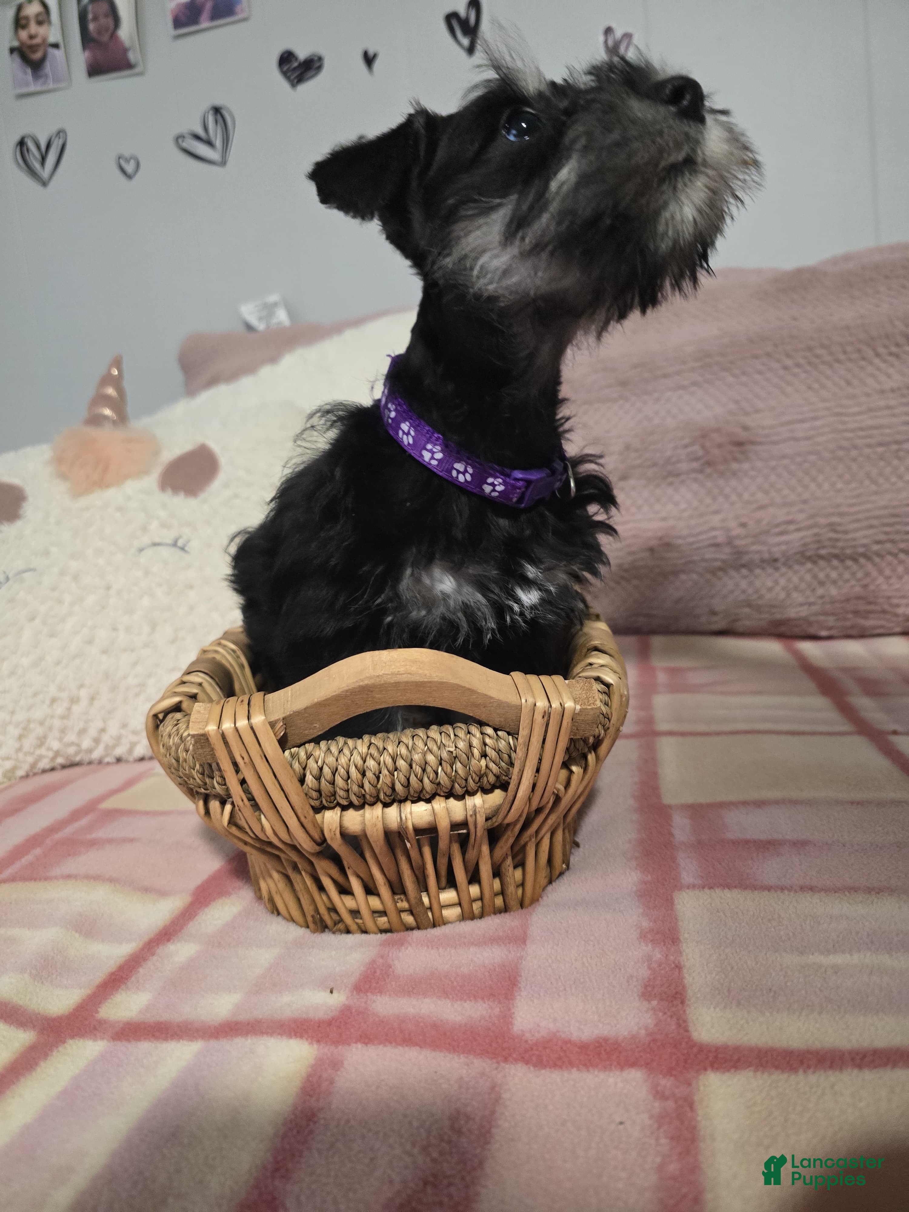 Mixed Breed dogs Mixed Breed Puppy 1 - Ad 20