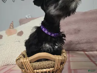 Mixed Breed dogs Mixed Breed Puppy 1 - Ad 20