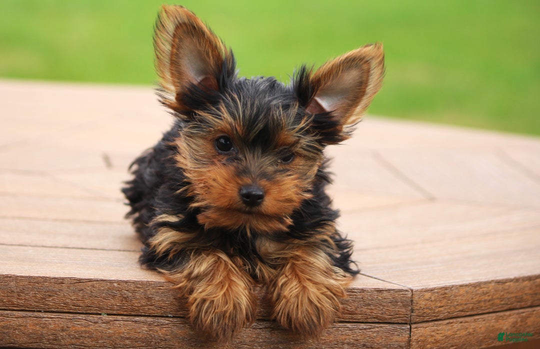 Yorkshire Terrier Puppies for sale in Pennsylvania Lancaster Puppies