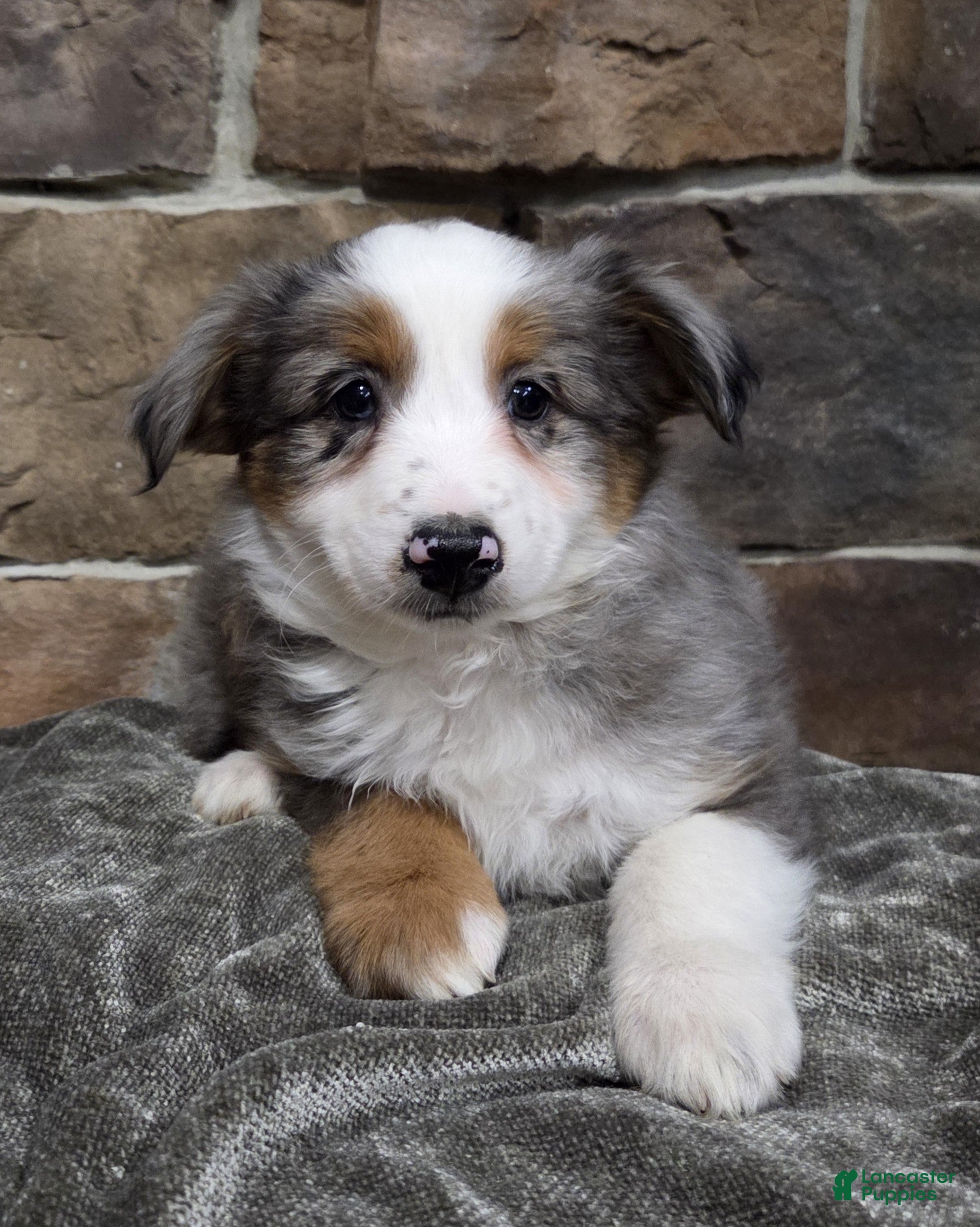 Miniature Australian Shepherd dogs Lacey - Ad 2
