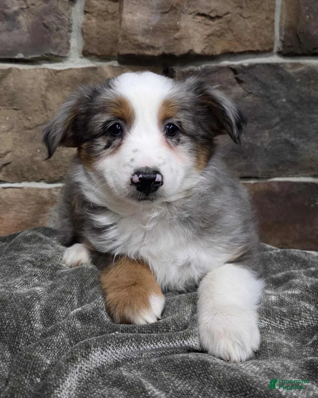 Miniature Australian Shepherd dogs for sale: Lacey - Ad 2