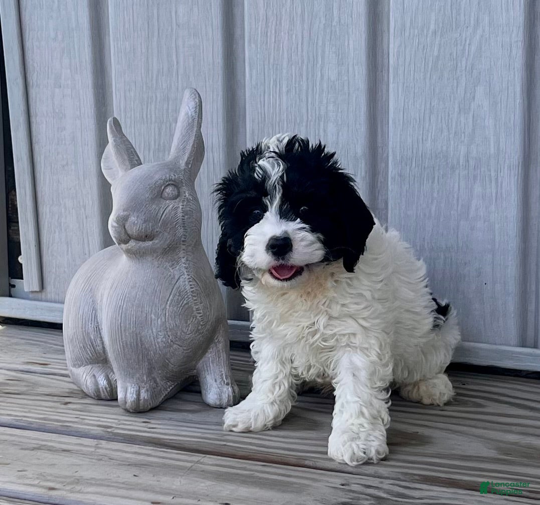 Mixed Breed dogs Casey - Ad 2