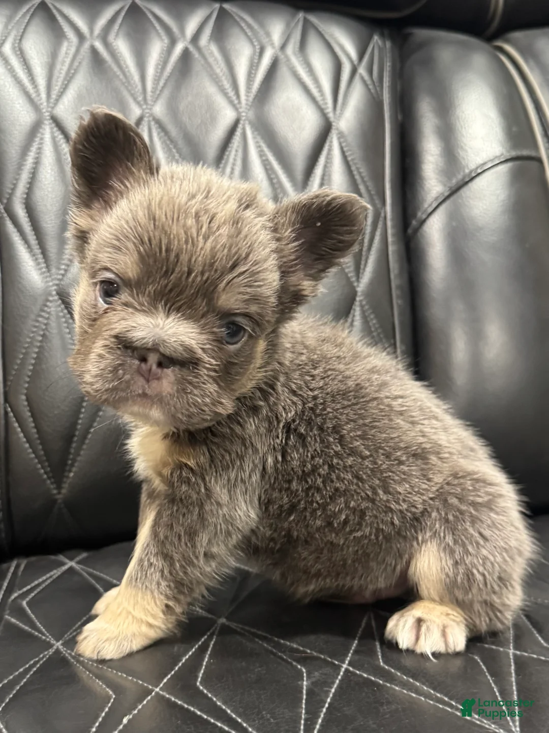 French Bulldog dogs for sale: FLUFFY BIG ROPE MAVERICK - Ad 2