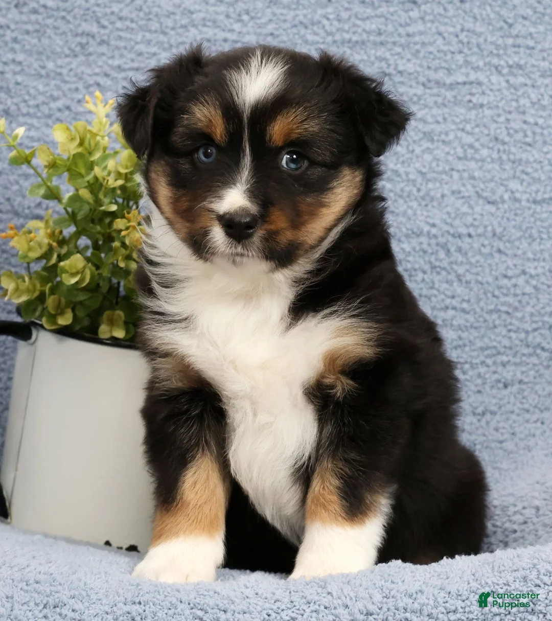 Miniature Australian Shepherd dogs for sale: Roxy - Ad 2