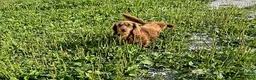 Dachshund dogs for sale: Willow - Ad 5