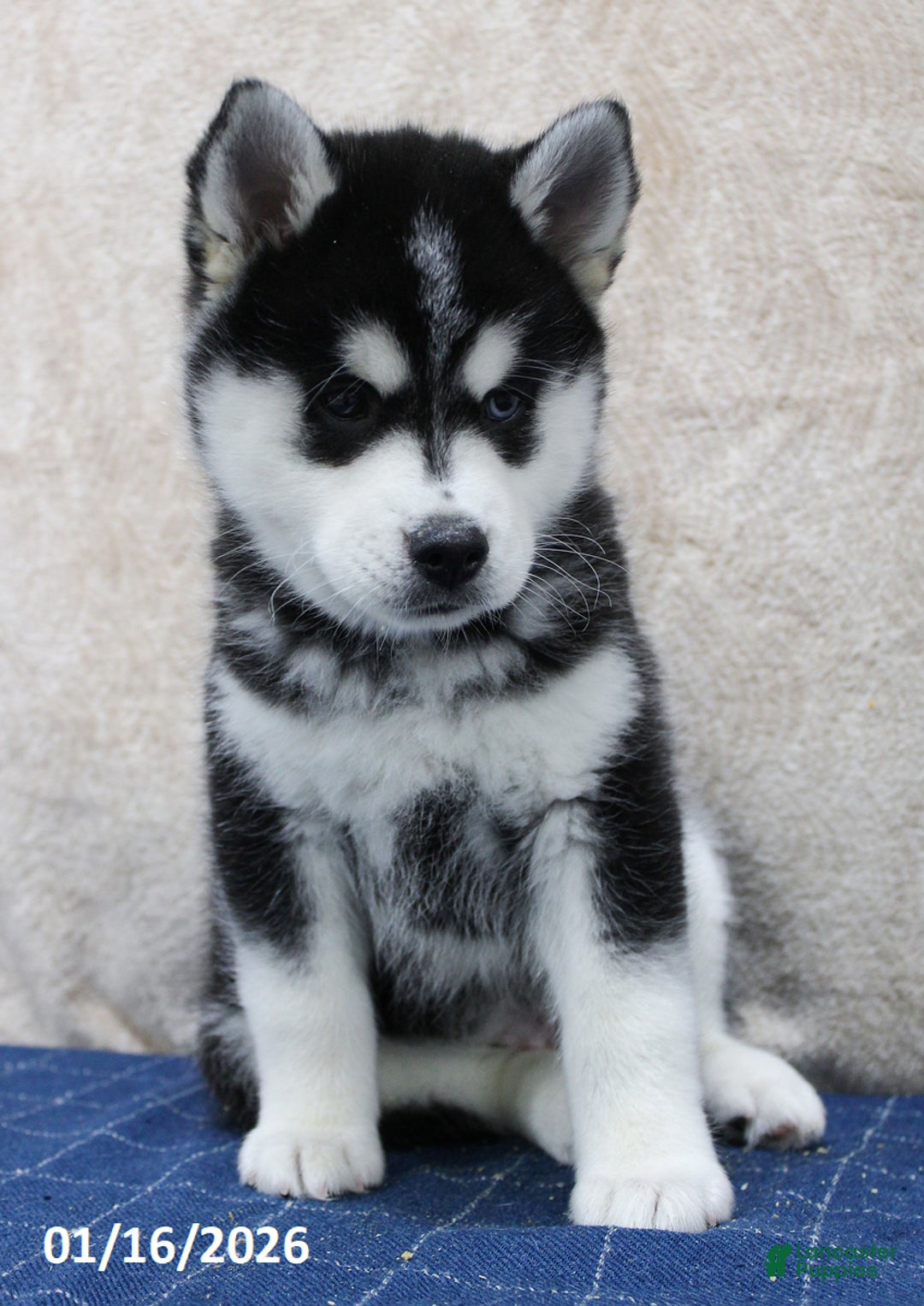 Pomsky dogs for sale: Dash - Ad 2