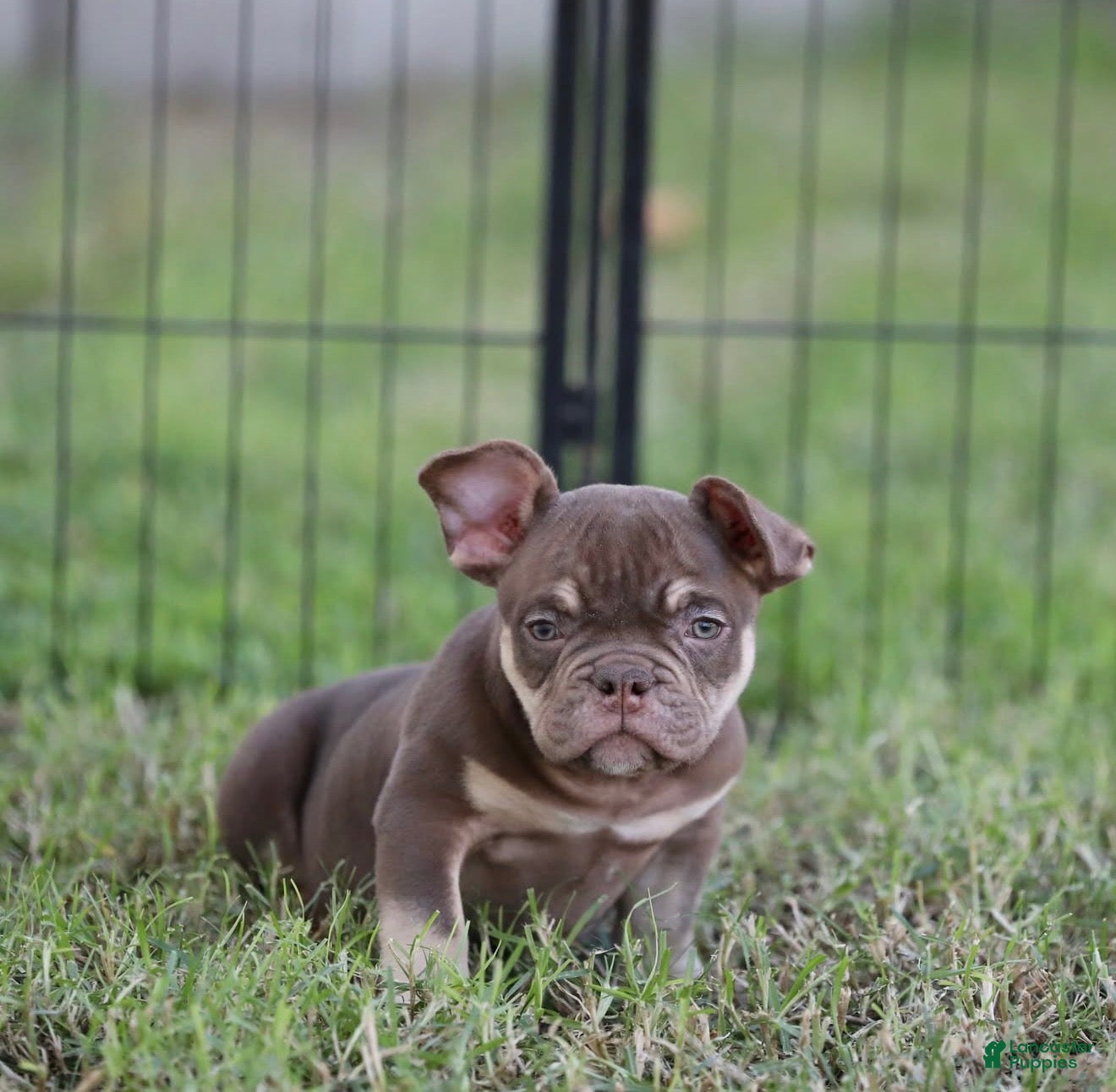 American Bully dogs for sale: American Bully 2 - Ad 33