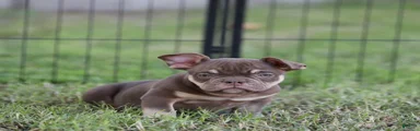 American Bully 2