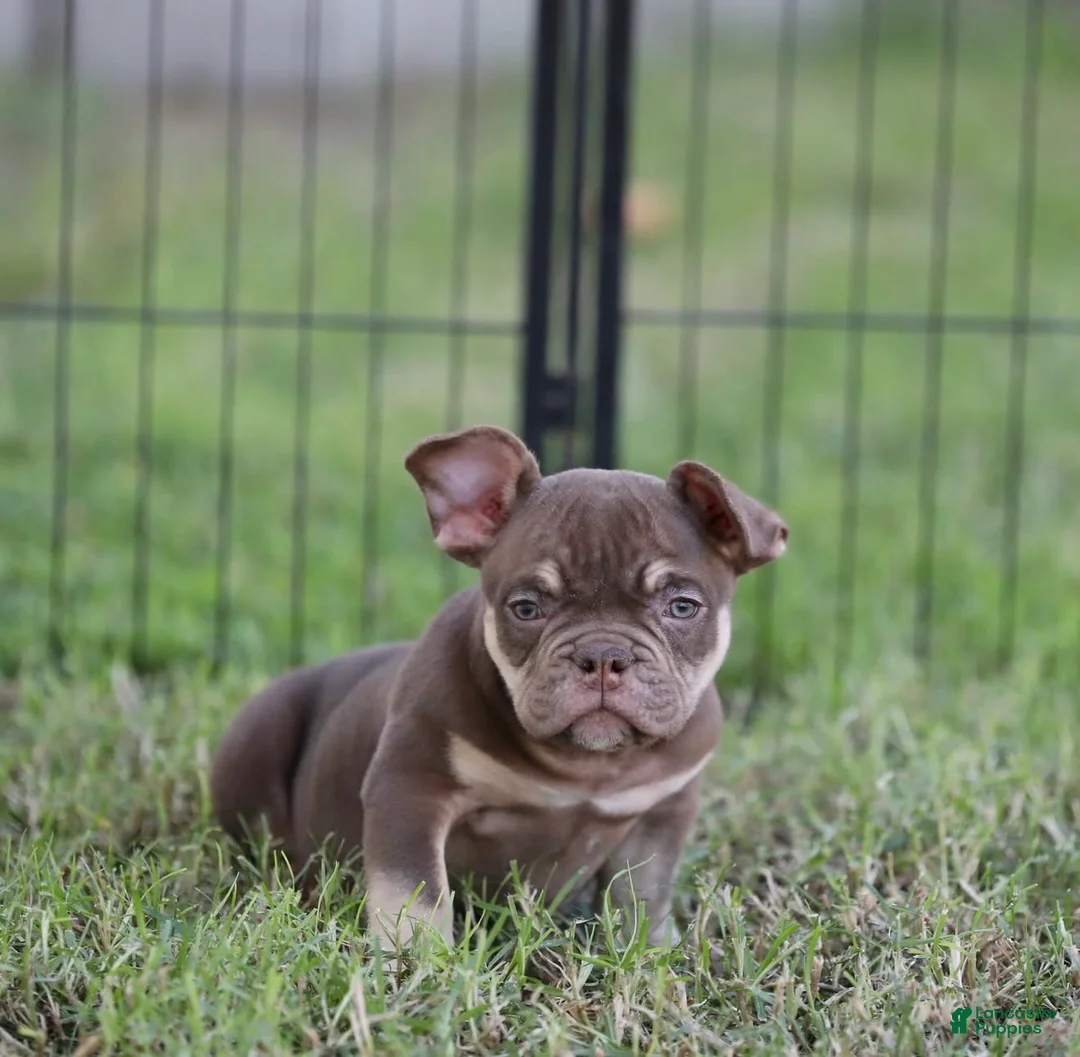 American Bully dogs for sale: American Bully 2 - Ad 1