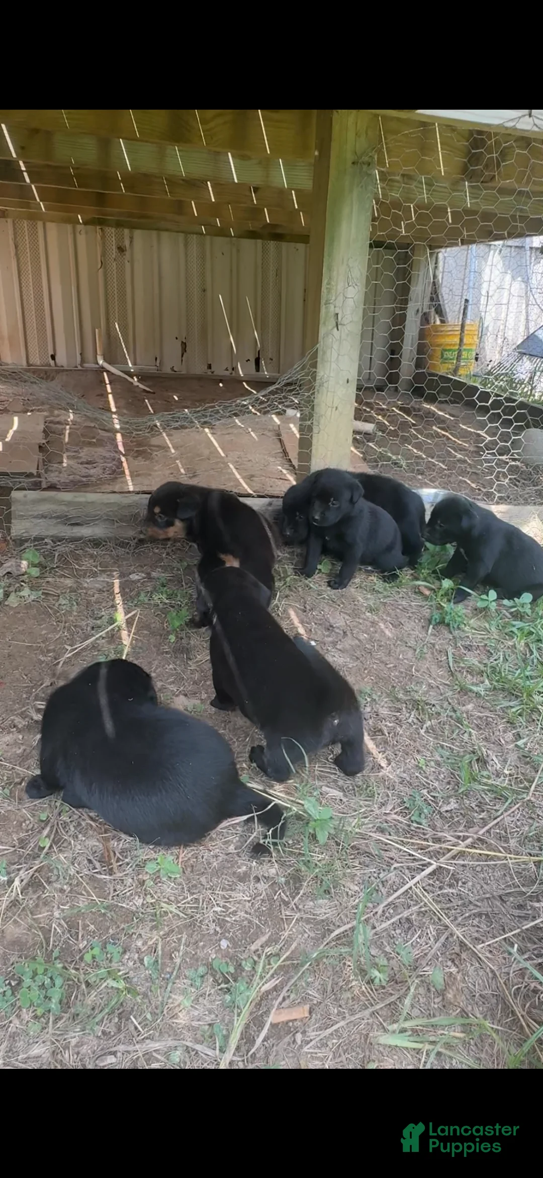 Mixed Breed dogs for sale: Mixed Breed 4 - Ad 1
