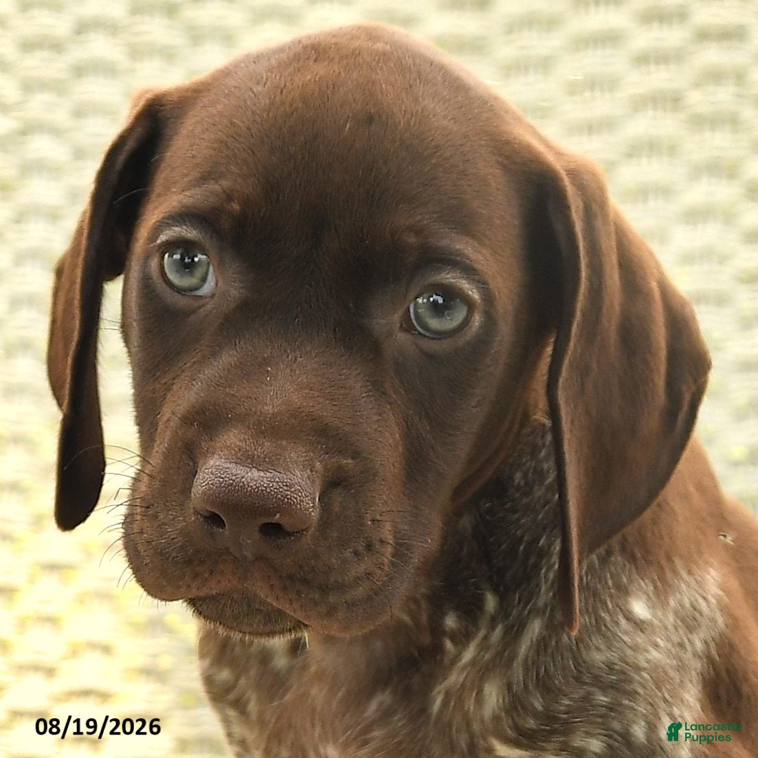 German Shorthaired Pointer dogs Hunter - Ad 2