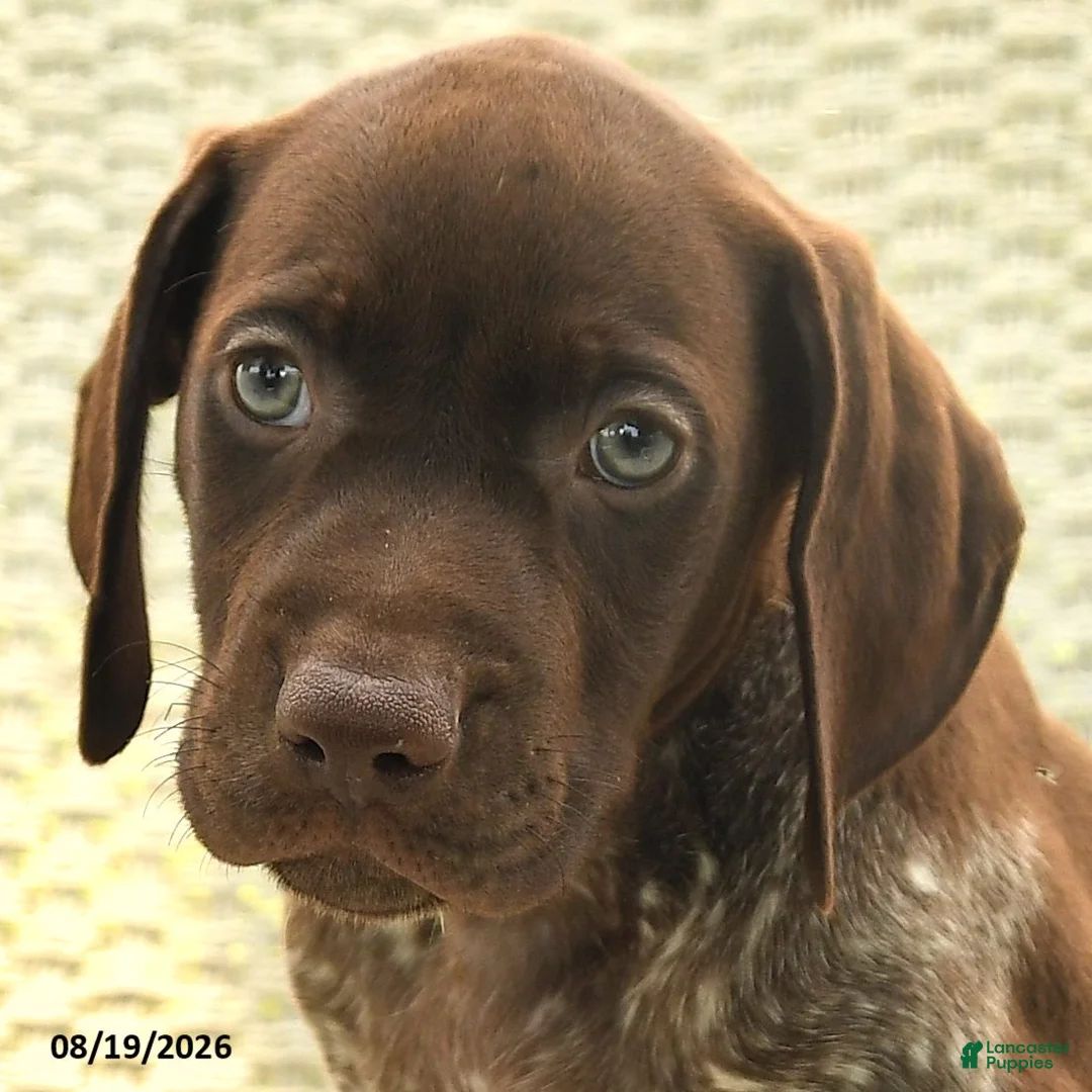German Shorthaired Pointer dogs for sale: Hunter - Ad 2