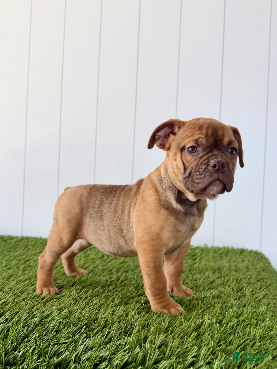 Olde English Bulldogge dogs for sale: Millie - Ad 1