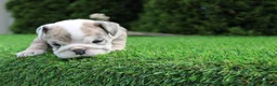 English Bulldog dogs for sale: Daisy - Ad 4