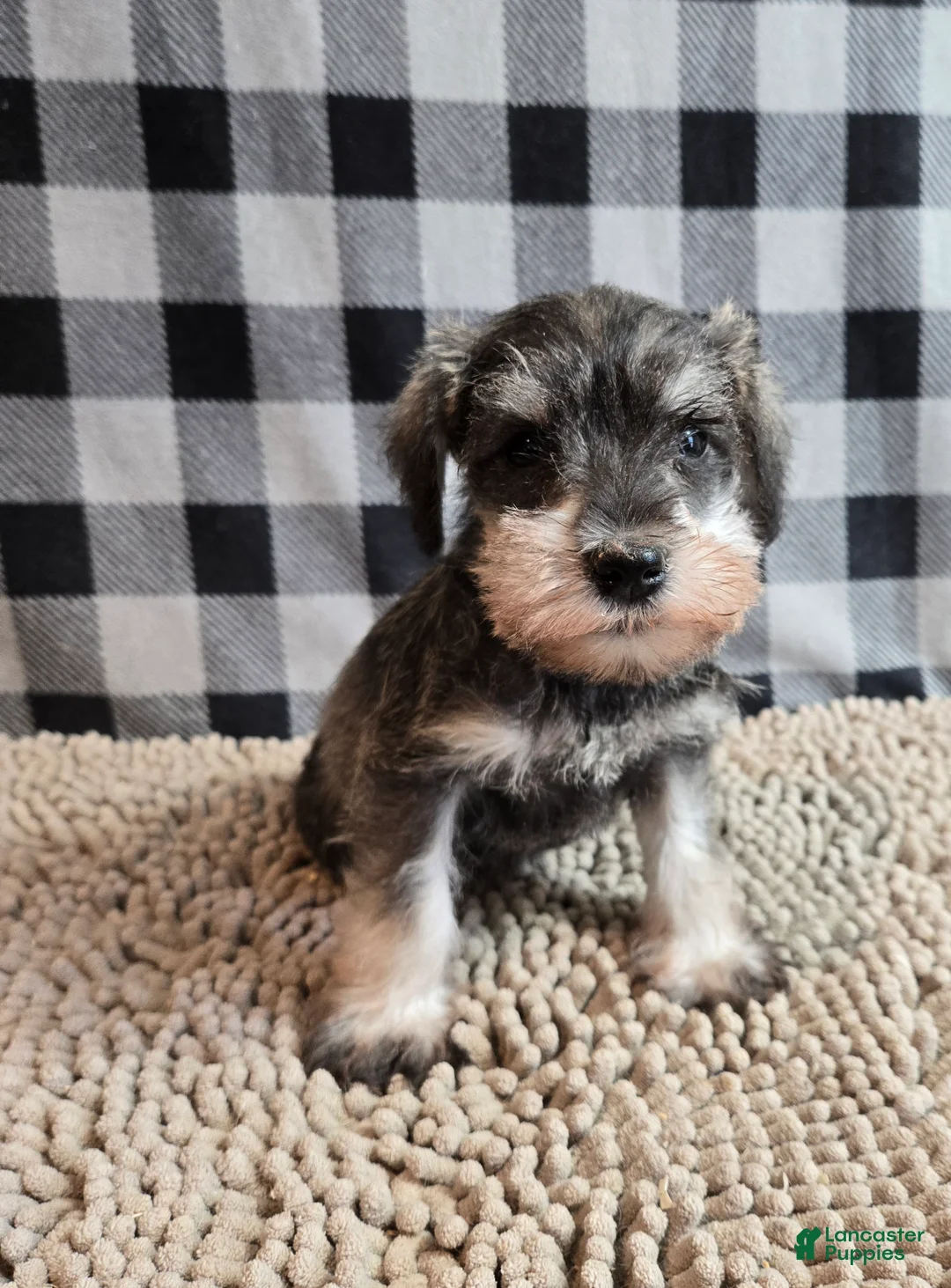 Miniature Schnauzer dogs for sale: Scout - Ad 4