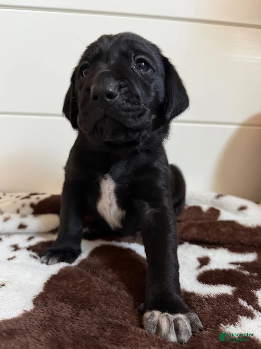 Mixed Breed dogs for sale: Mixed Breed 1 - Ad 2