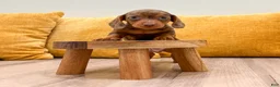 Miniature Dachshund dogs for sale: Duke - Ad 2