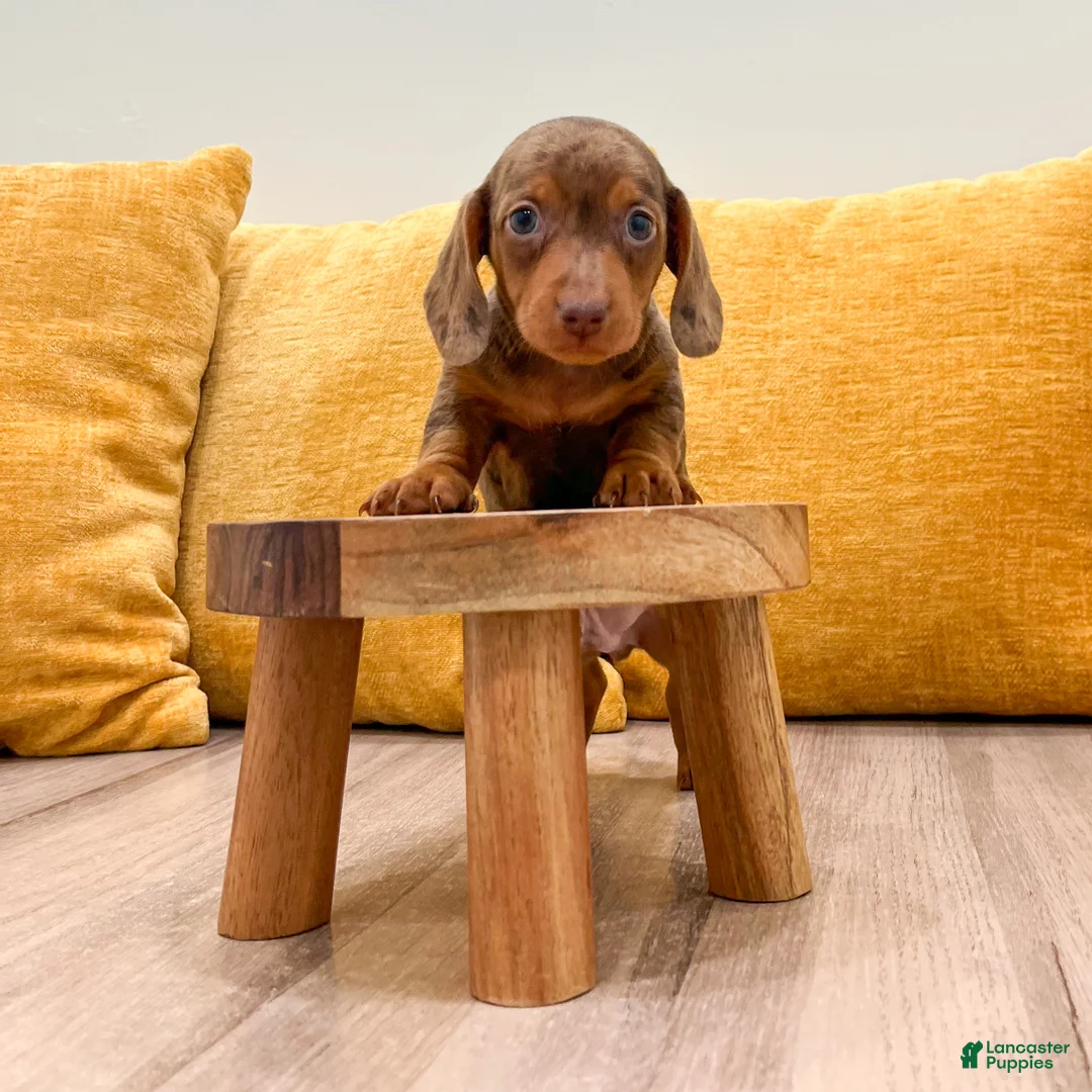 Miniature Dachshund dogs for sale: Duke - Ad 2