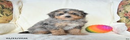 Mini Bernedoodle dogs for sale: Ranger - Ad 2