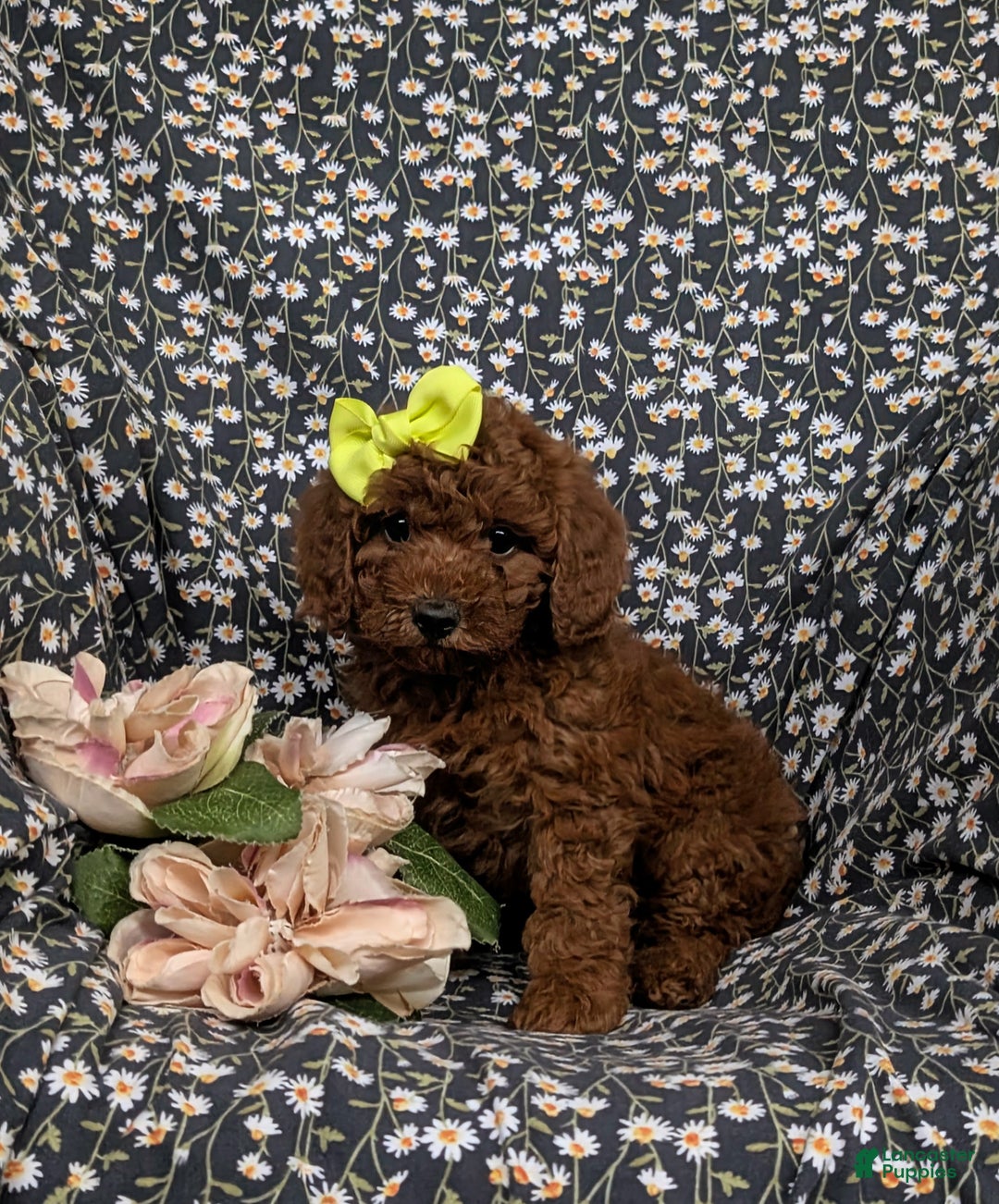 Miniature Poodle dogs for sale: Wanda - Ad 3