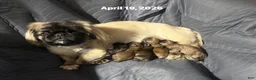 Pekingese dogs for sale: Pekingese 4 - Ad 4