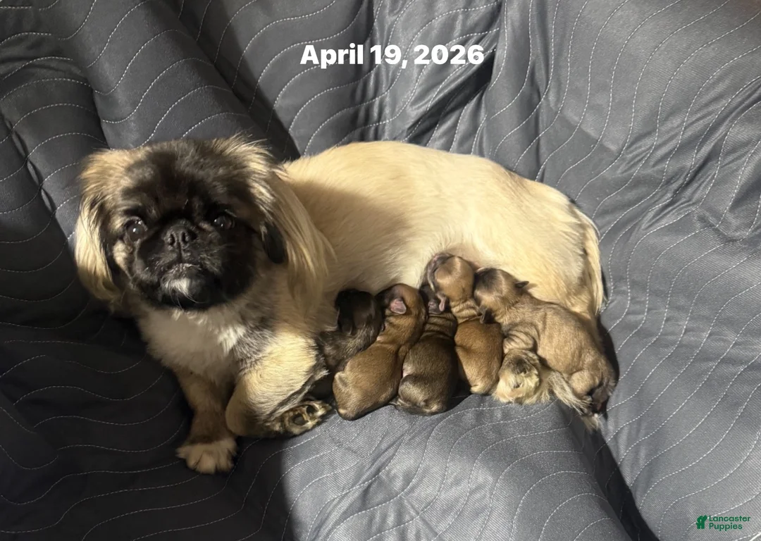Pekingese dogs for sale: Pekingese 1 - Ad 2