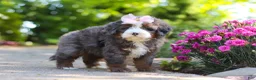 Mini Bernedoodle dogs for sale: Sophie - Ad 5