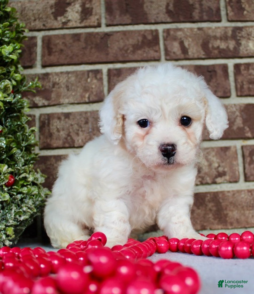 Miniature Poodle dogs for sale: Sparky - Ad 6