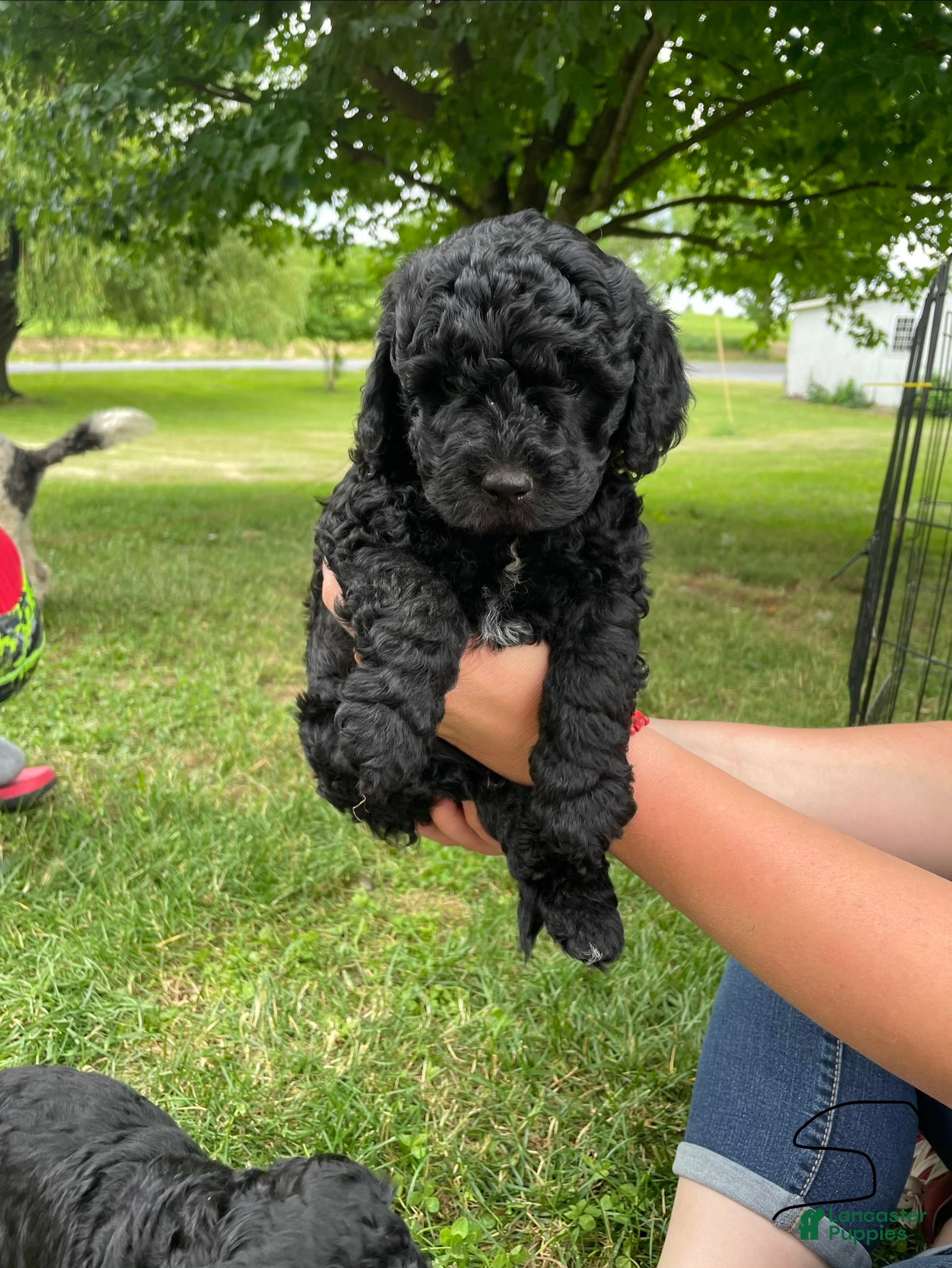 Miniature Poodle dogs Wooton - Ad 2