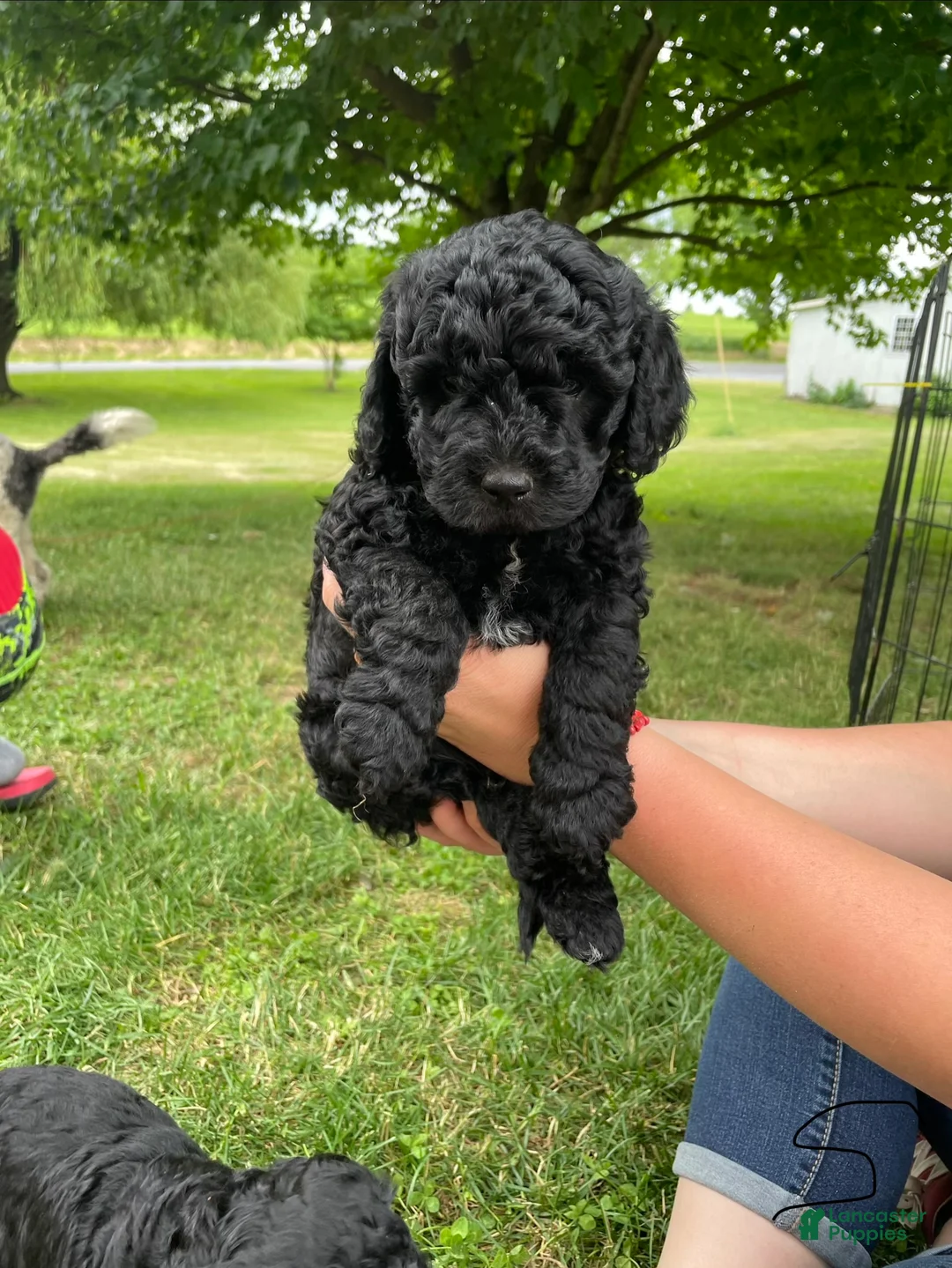 Miniature Poodle dogs for sale: Wooton - Ad 2
