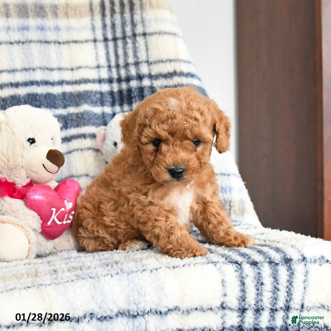 Havapoo dogs for sale: Toast - Ad 3