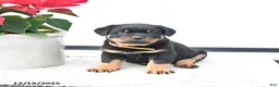 Rottweiler dogs for sale: Trixie - Ad 3