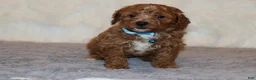 Mini Goldendoodle dogs for sale: Thomas 💙 Micro Miniature - Ad 6