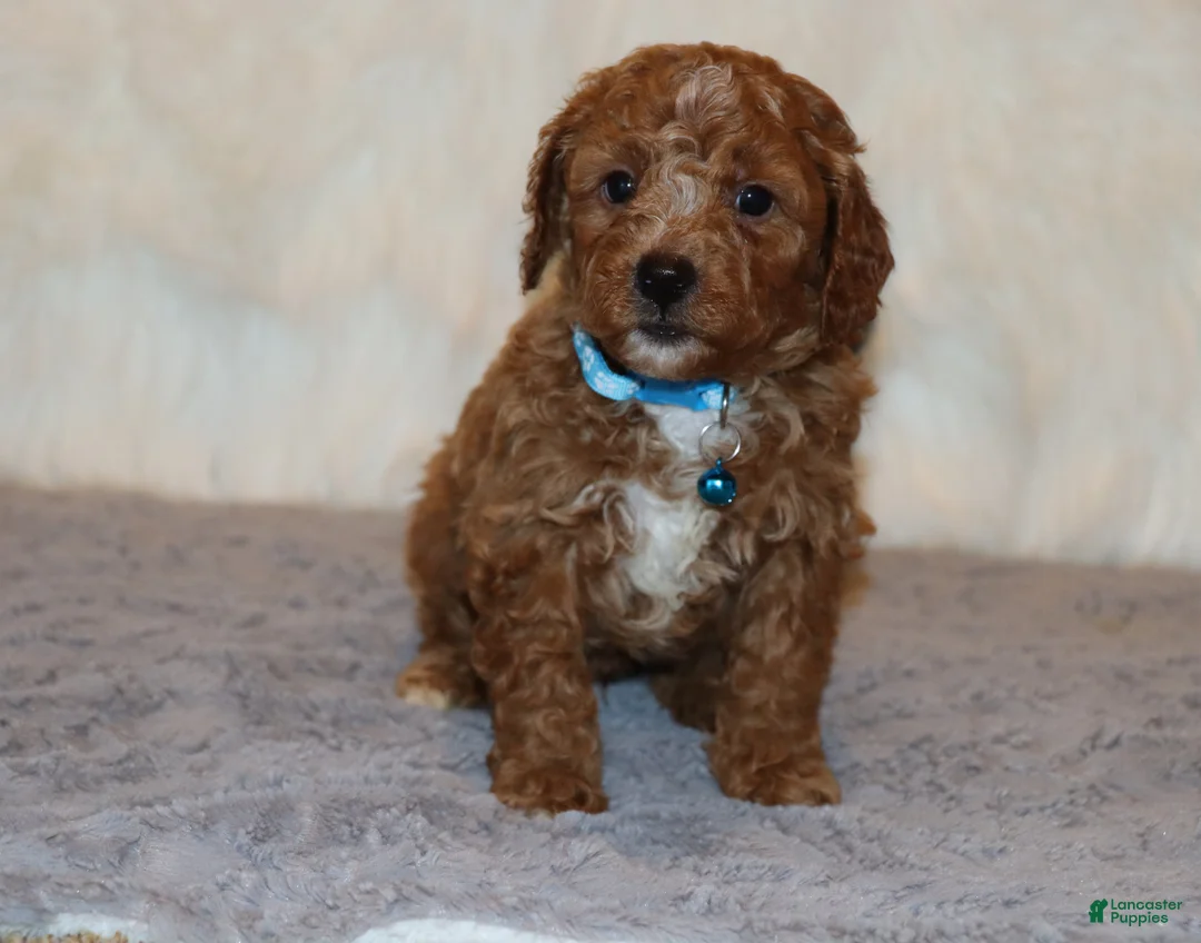 Mini Goldendoodle dogs for sale: Thomas 💙 Micro Miniature - Ad 6
