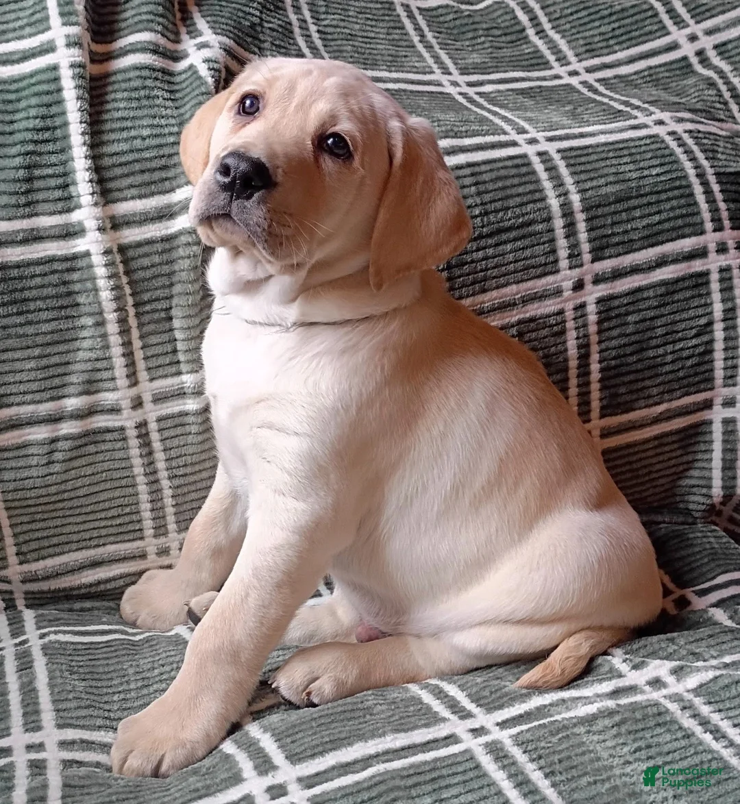 Labrador Retriever dogs for sale: Americano - Ad 5