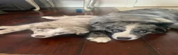 Miniature Australian Shepherd dogs for sale: Booty - Ad 6