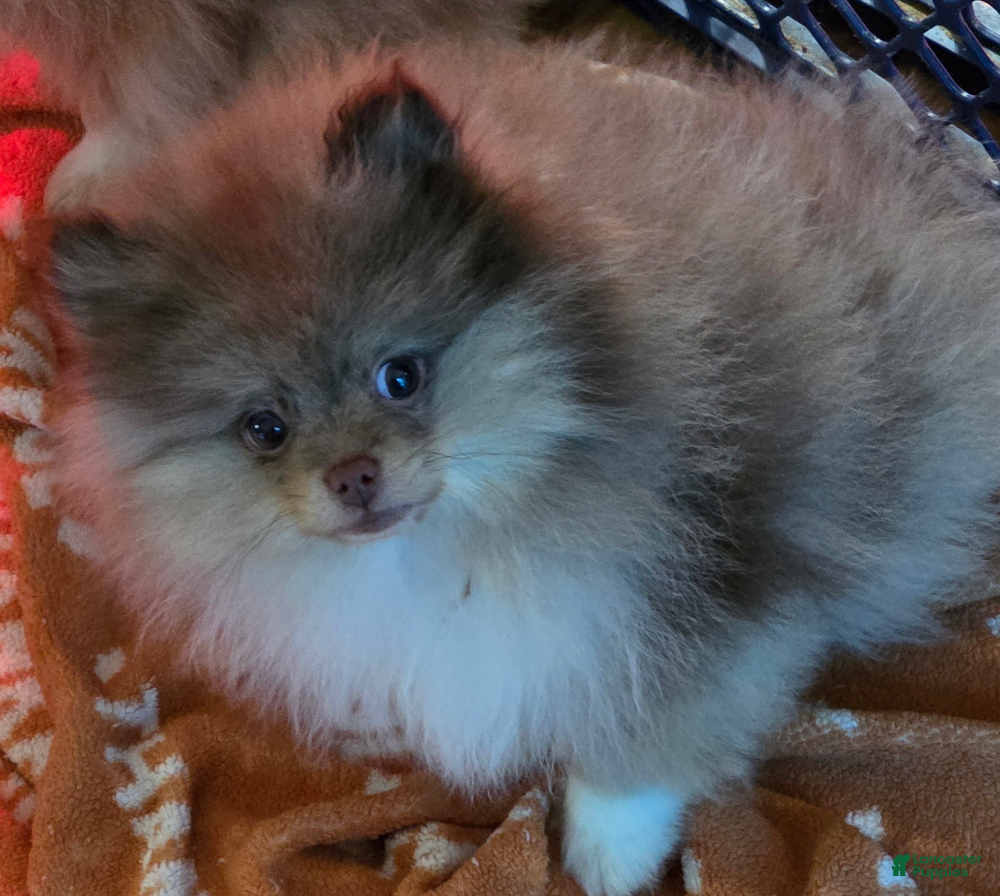 Pomeranian dogs Bear - Ad 14