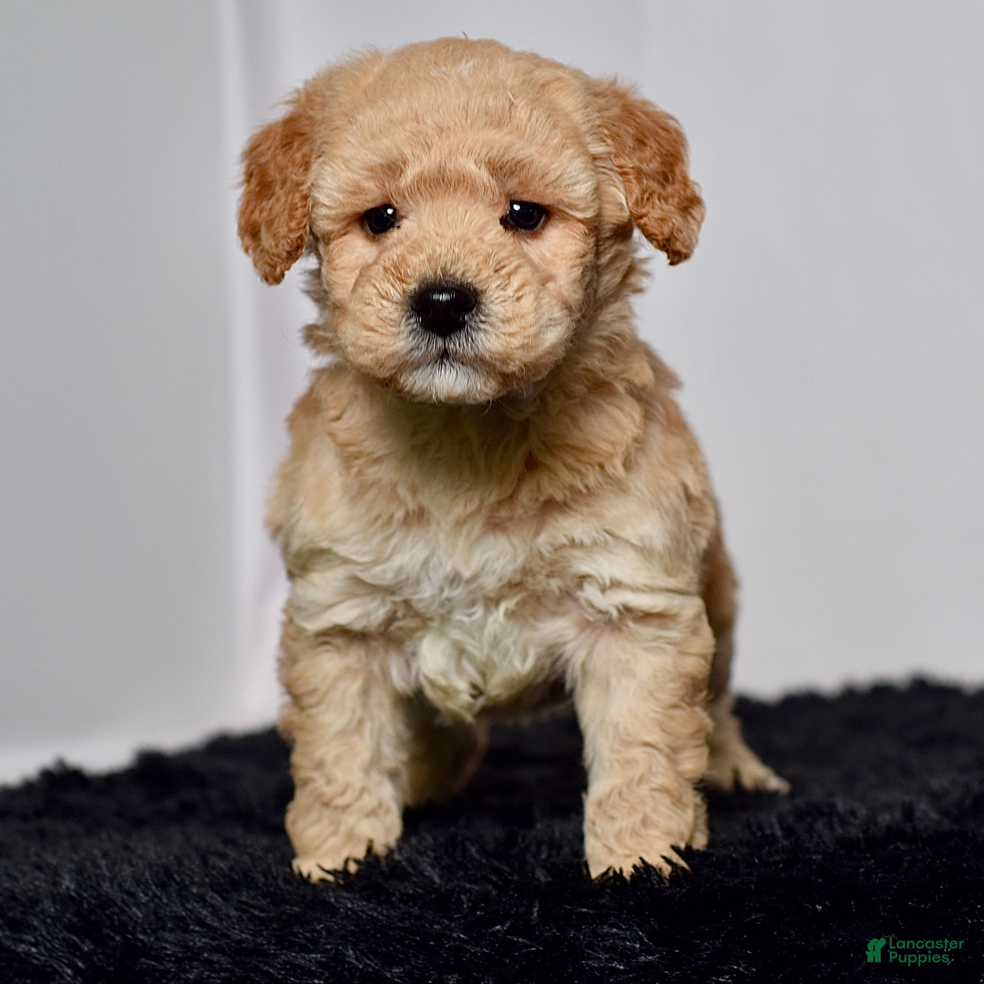 Mini Goldendoodle dogs Mr. Kane - Ad 2