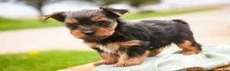 Yorkshire Terrier dogs for sale: Tahoe - Ad 4