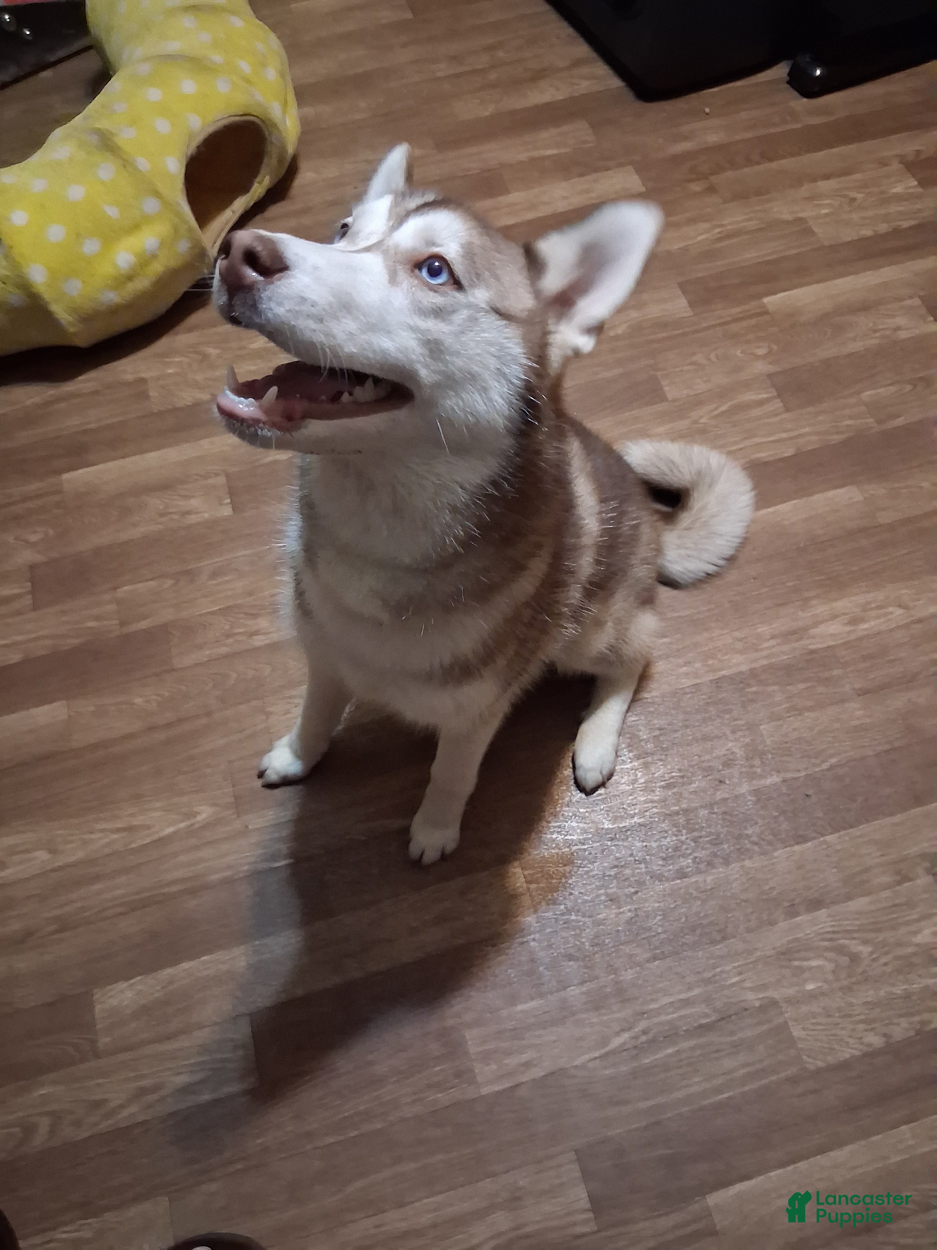 Alaskan Husky dogs Alaskan Husky Puppy 3 - Ad 6