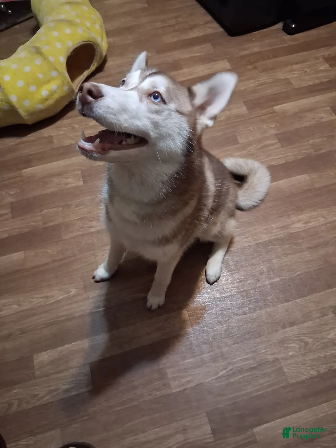 Alaskan Husky dogs for sale: Alaskan Husky Puppy 3 - Ad 1