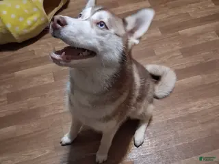 Alaskan Husky dogs Alaskan Husky Puppy 3 - Ad 6