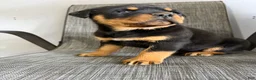 Rottweiler dogs for sale: Lou - Ad 7