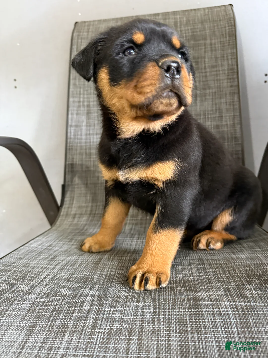 Rottweiler dogs for sale: Lou - Ad 7
