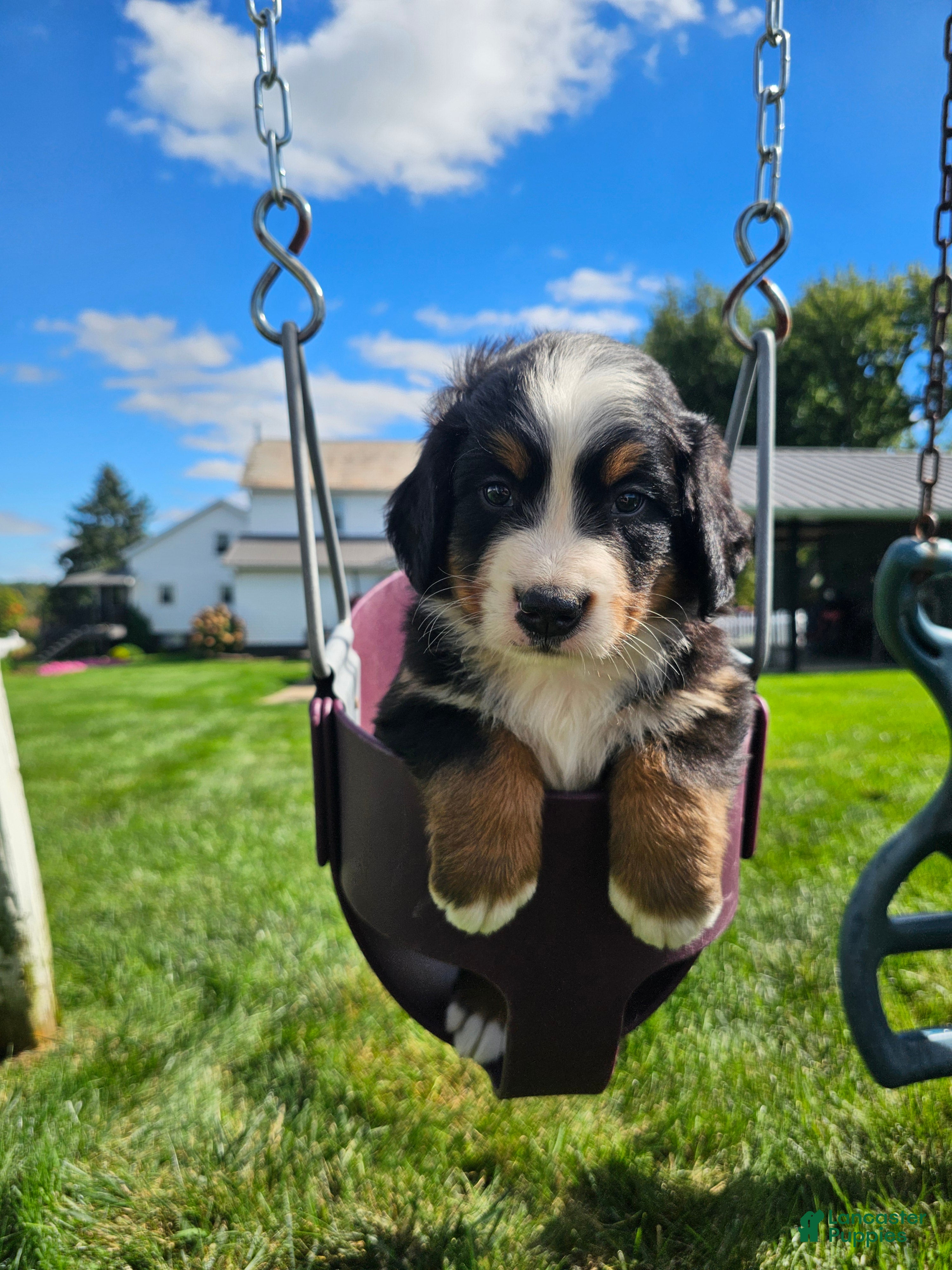 Bernese Mountain Dog dogs for sale: Ty - Ad 3